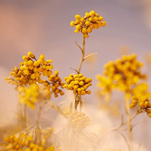 L'Occitane Immortelle Precious Essential Water 6.70 fl oz - Product Imagery