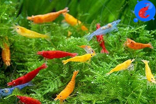 Shrimp Up Aquatics™ 20+ Mixed Color Neocaridina Shrimp Live Freshwater Aquarium Inverts Live Arrival! Mixed – Mixed, Acr