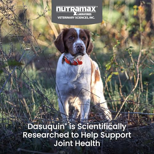 Nutramax Dasuquin MSM Joint Supplement, Small/Med Dogs, Chew - Product Imagery