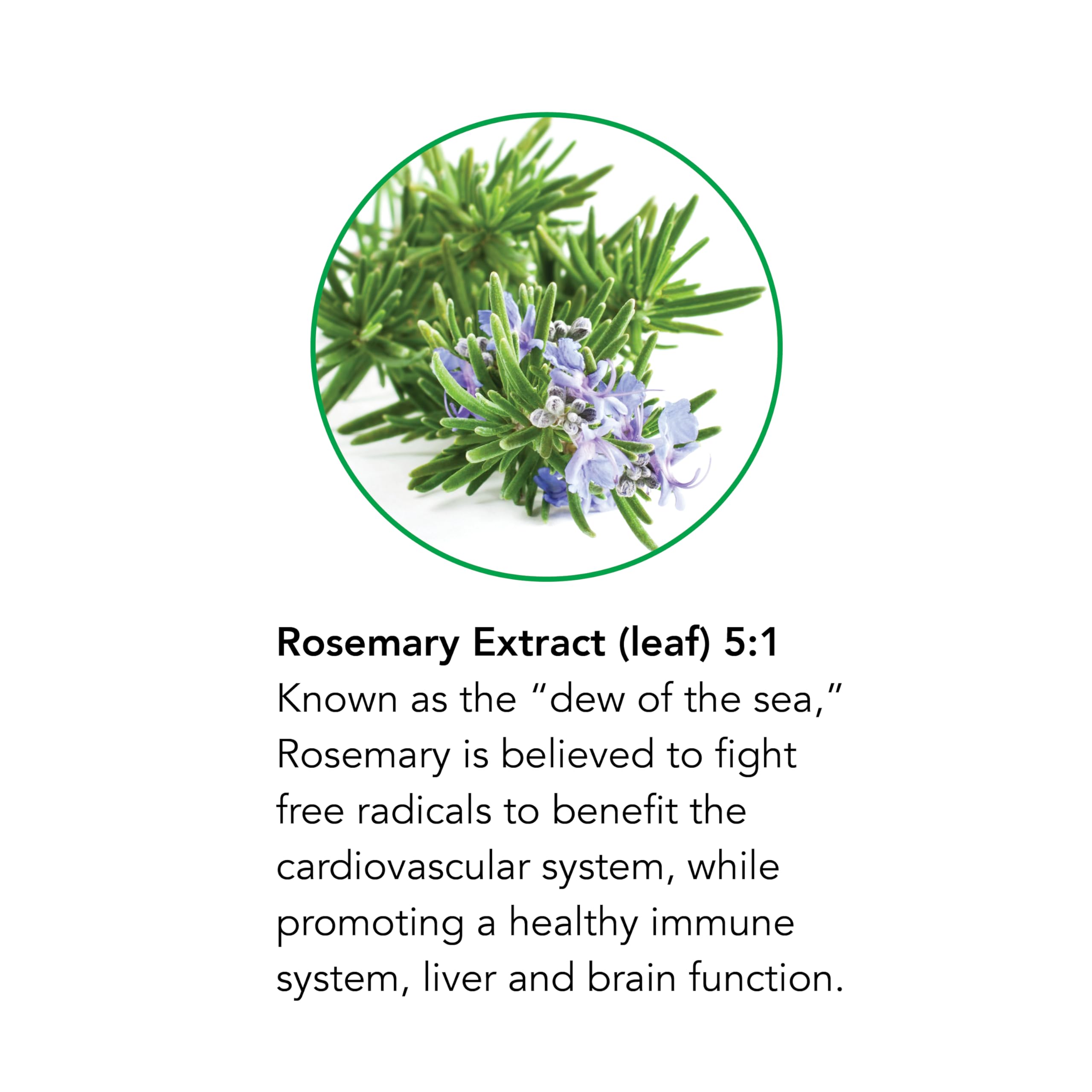 Rosemary Leaf Liquid Extract Drops | Alcohol-Free 1 oz