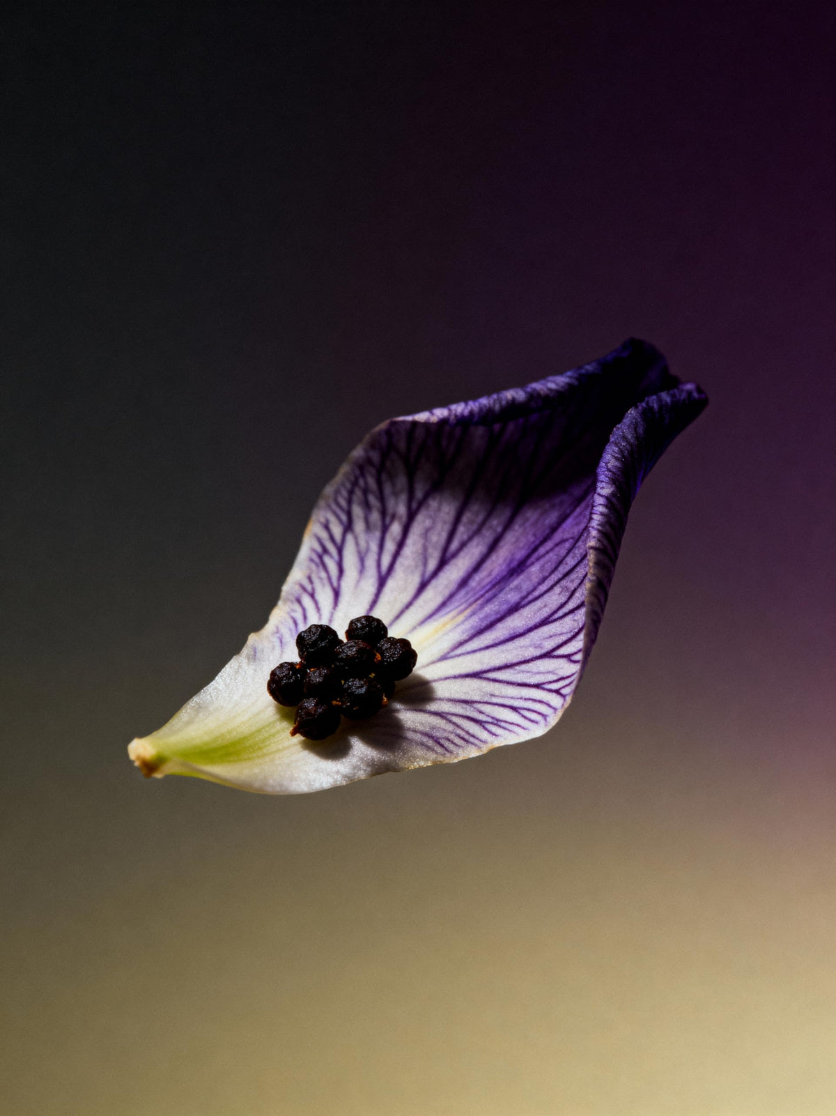Extr me Men Long Lasting Extrait de Parfum Iris Lavender - SCENTSPIRED Official Imagery - 3