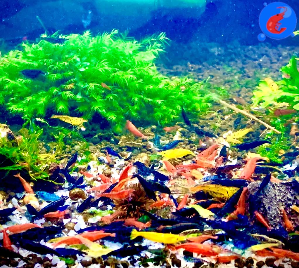 Shrimp Up Aquatics™ 20+ Mixed Color Neocaridina Shrimp Live Freshwater Aquarium Inverts Live Arrival! Mixed – product ph