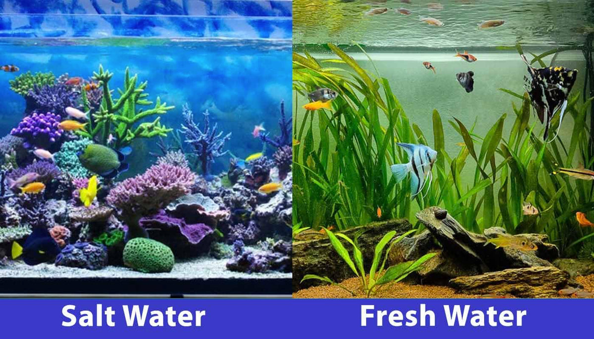 SICCE Nano Micron Small Internal Aquarium Filter 53 GPH Submersible | in-Tank Freshwater Saltwater Turtle Aquariums Appl