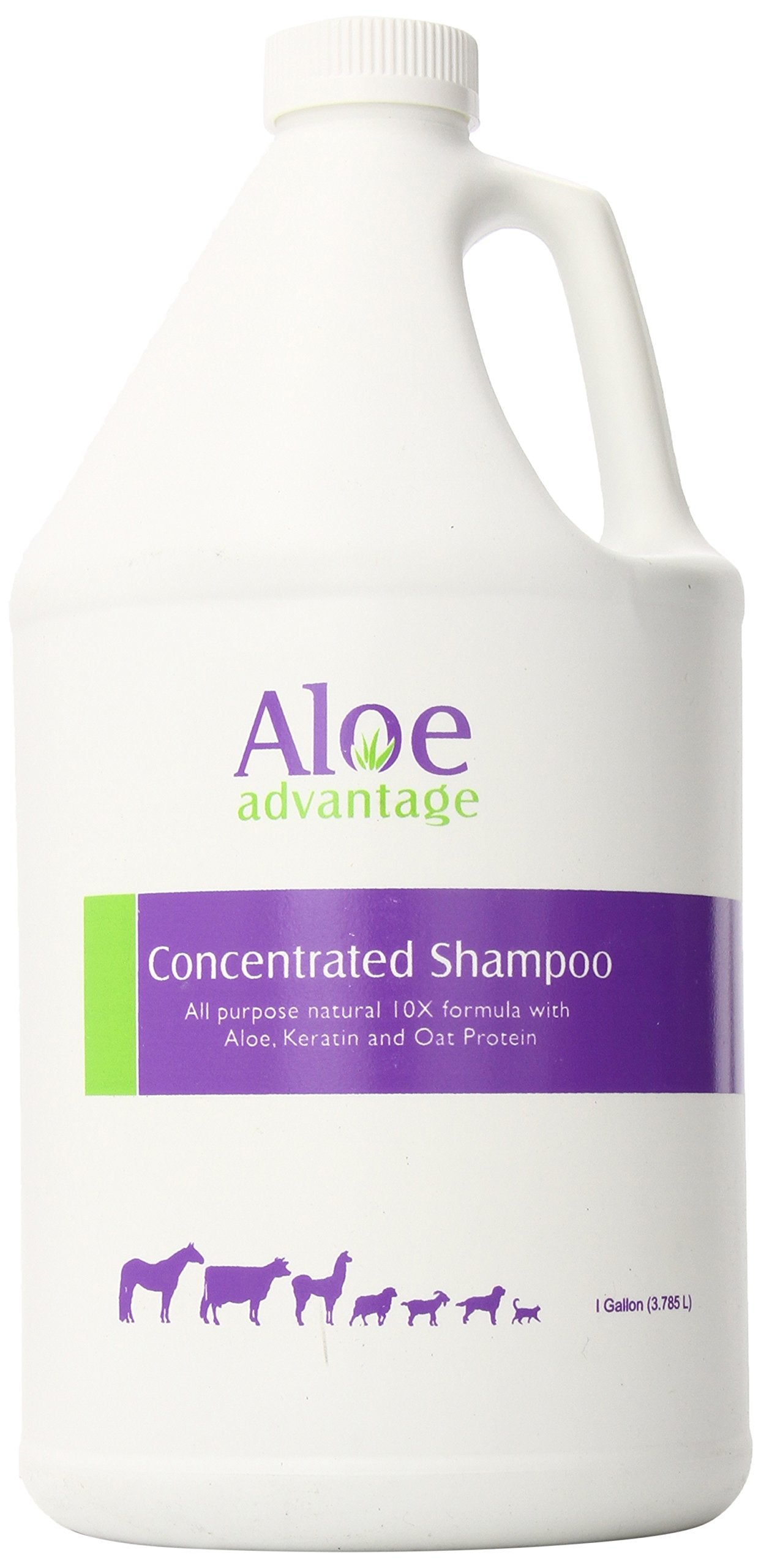 Aloe Advantage concentrated shampoo gallon jug with label, clear container showing green liquid, for nourishing hair and scalp care.