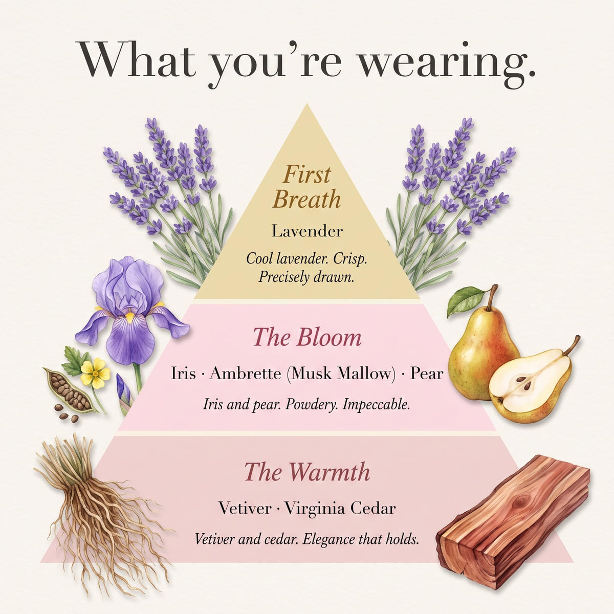 Extr me Men Long Lasting Extrait de Parfum Iris Lavender - SCENTSPIRED Official Imagery - 4