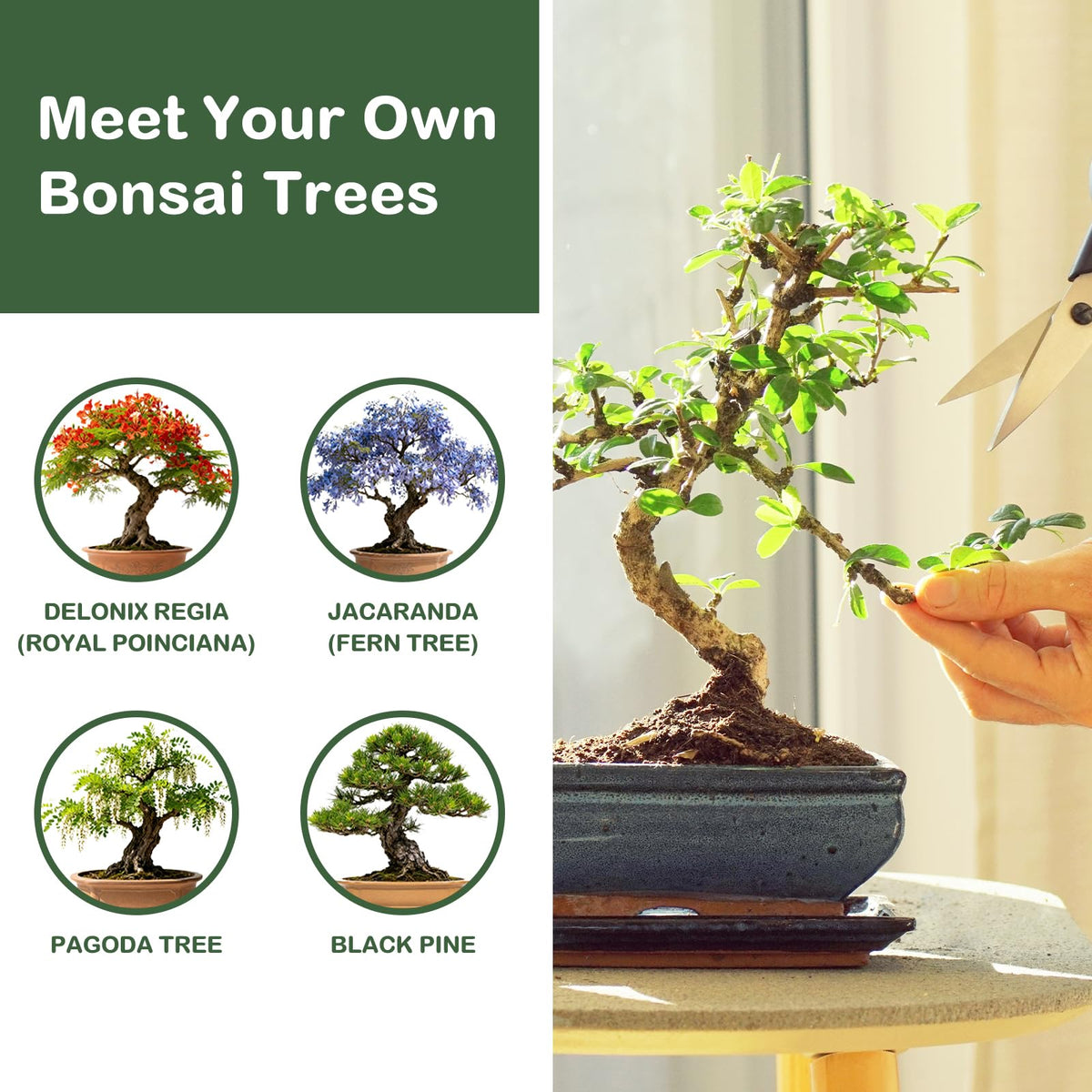 Bonsai Tree Kit Complete Bonsai Starter Growing Kit - LUOJIBIE Official Imagery - 5
