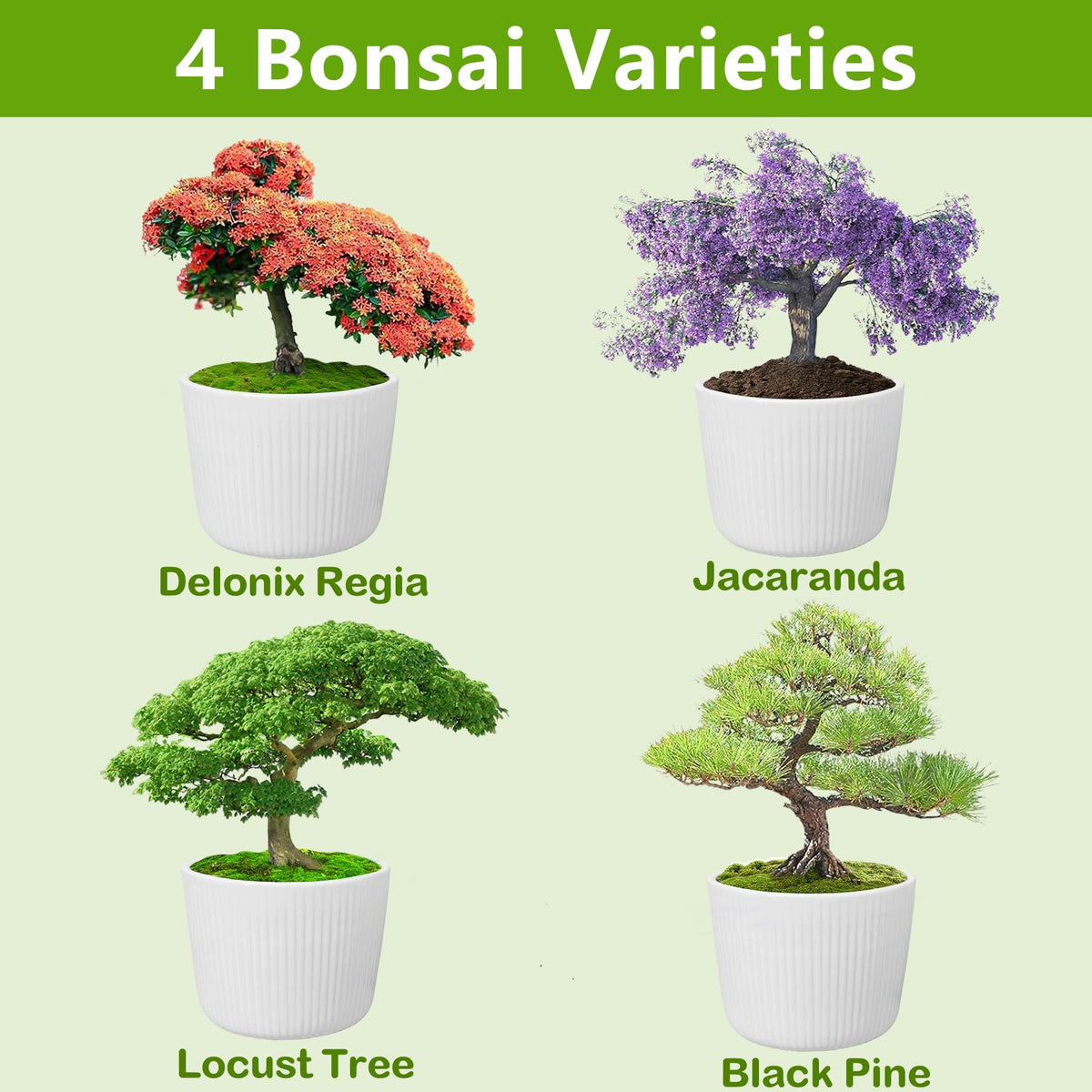 Bonsai Tree Kit Bonsai Starter Kit with Seeds Tools White - LUOJIBIE Official Imagery - 5