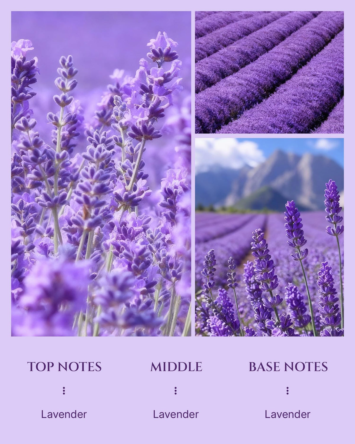 Lavender Diffuser Oil Inspired by Classic Botanical Gardens - Aromadd Official Imagery - 4