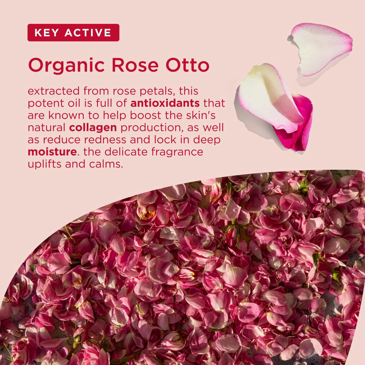 Dr. Organic Rose Otto Day Cream | Hydrates and Rejuvenates, Supports Healthy-Aging, Natural, Certified Organic, Paraben 