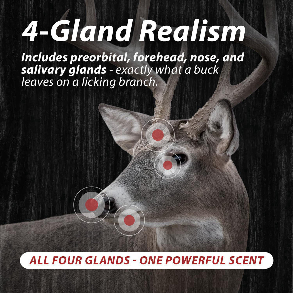 Outdoor Hunting Lab Gland Slam Whitetail Multi-Gland Deer Scent – packaging and label