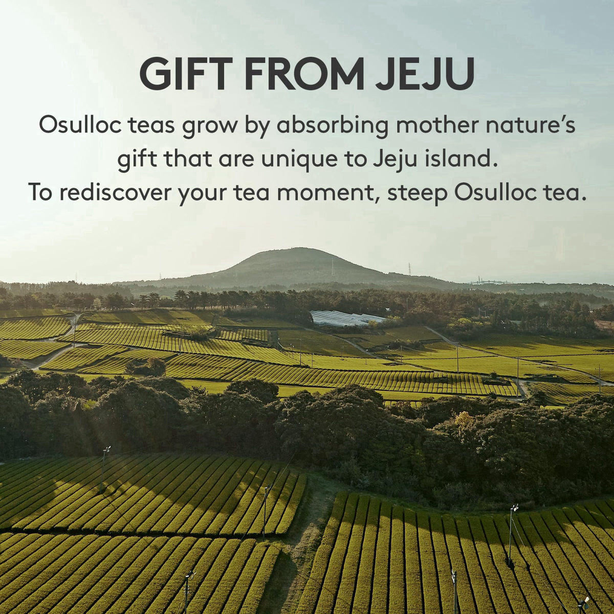 Osulloc – Tea Samplers on display