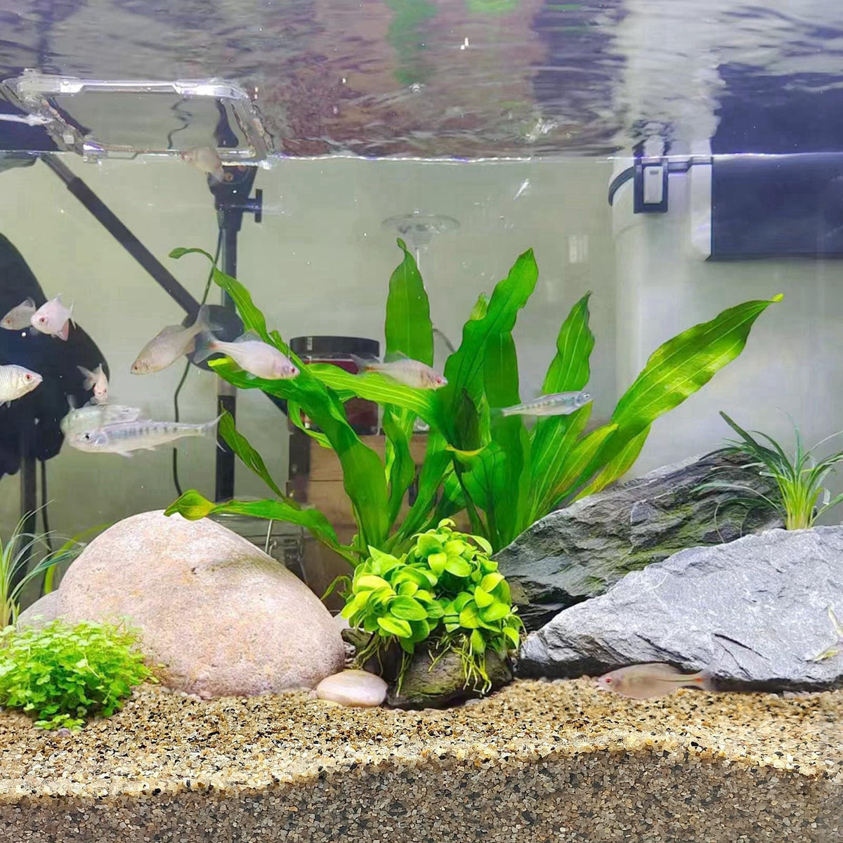 FANTIAN Aquarium Sand for Freshwater Tank, 20 lbs Turtle Sand – full view, size 20 LB